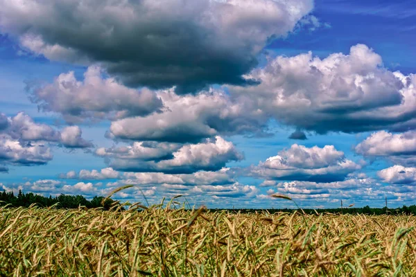 Natural landscape, Sky in clouds and wheat field