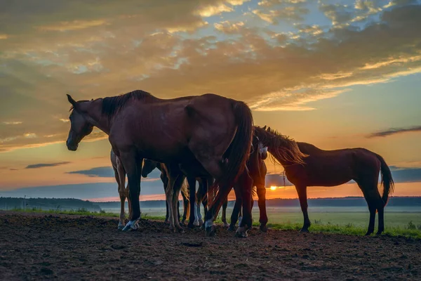Cavalos Campo Pastam Amanhecer — Fotografia de Stock