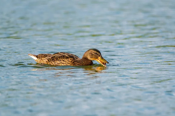 Pato Las Inmersiones Del Lago Para Los Peces Fotografiado Cerca — Foto de Stock