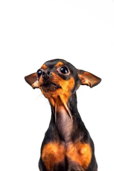 Домашняя Собака Изолированы Белом Фоне — стоковое фото