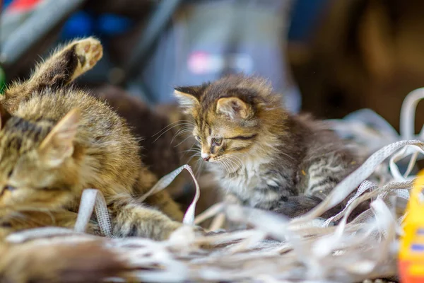 Family of homeless cats on the farm.