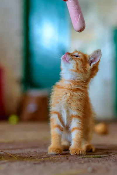 Gato Rojo Comiendo Una Granja Salchichas — Foto de Stock