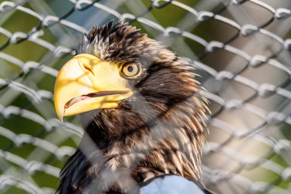 Portrait Aigle Queue Blanche Dans Une Cage — Photo