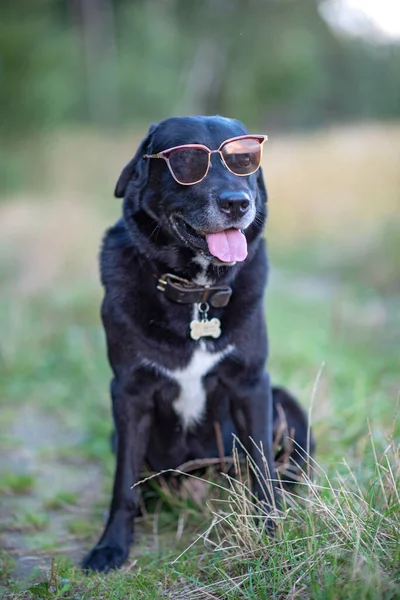 Black Labrador Sits Forest Wearing Glasses — Stock Photo, Image