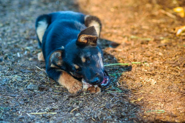 stray dog chewing on a bone