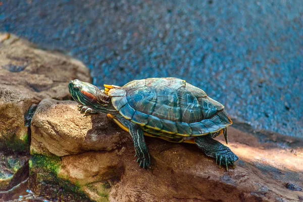 Черепаха Аквариуме Зоопарке — стоковое фото