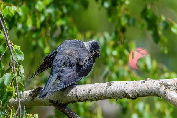 Corbeau Debout Sur Une Jambe Sur Une Branche — Photo