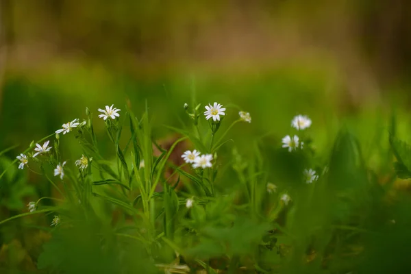 Flores Silvestres Floresta Close — Fotografia de Stock