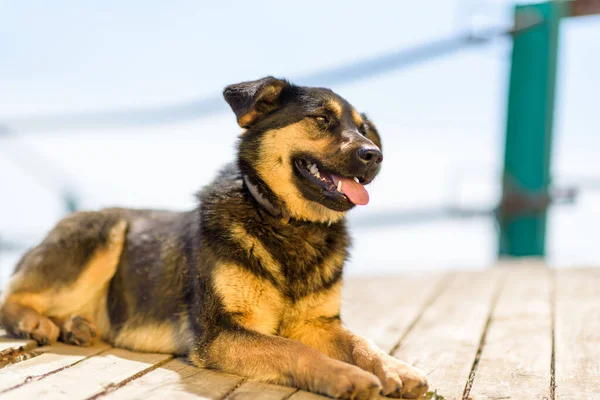 A stray dog basks in the sun on wooden planks.