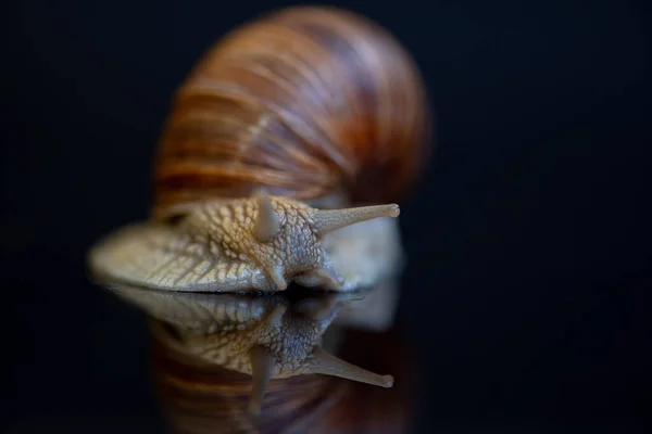 Ślimak Winogronowy Fotografowane Zbliżenie Studiu — Zdjęcie stockowe