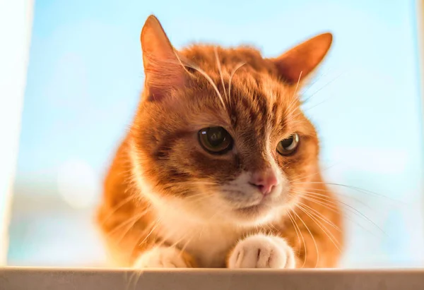 Portré Egy Piros Hazai Macska Nézi Kamera Közelkép — Stock Fotó
