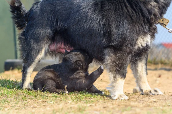 Chien Village Est Joué Avec Chiot — Photo