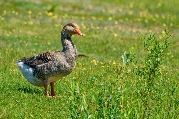 鸭在草地上散步 — 图库照片