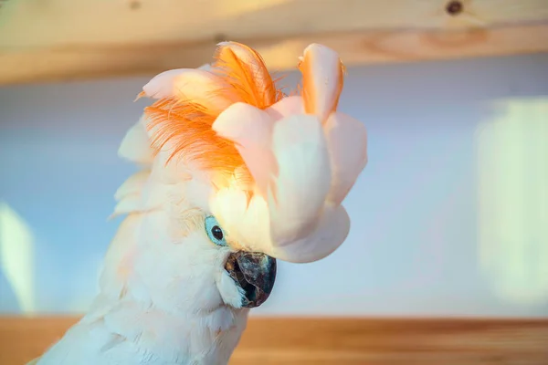 Widok Bliska Piękne Wypchane Papugi — Zdjęcie stockowe