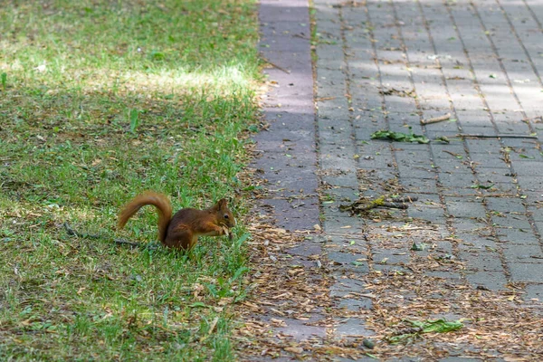 Scoiattolo Gioca Estate Nel Parco — Foto Stock