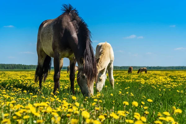 Лошадь Жеребенок Пасутся Поле Одуванчиками — стоковое фото