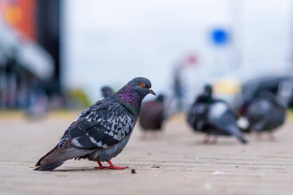 Portrét Holuba Městské Ulici Létě — Stock fotografie