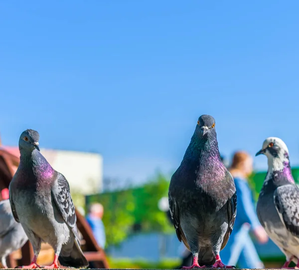 Porträt Einer Taube Auf Einer Straße Der Stadt — Stockfoto