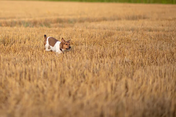 Jack Russell Terrier Atravessa Campo Cortado — Fotografia de Stock