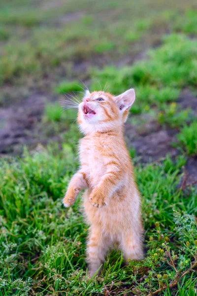 Kitten Standing Hind Legs Grass — Stock Photo, Image