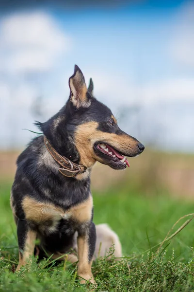 Portrait Chien Dans Herbe Forêt — Photo