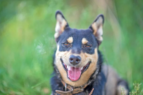 Ένας Σκύλος Φύλακας Αναπαύεται Στο Γρασίδι Φωτογραφημένο Κοντινό Πλάνο — Φωτογραφία Αρχείου