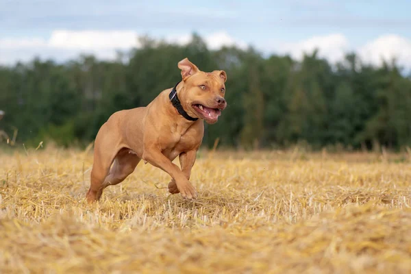 Yakışıklı Amerikan Pitbull Terrier biçilmiş alanda hızlı koşar..