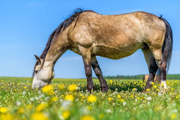 Samotny Koń Wypasa Się Polu Dmuchawców Niebie — Zdjęcie stockowe