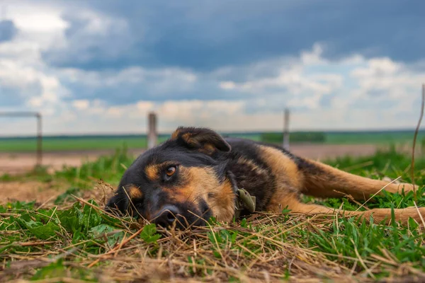 Trött Hund Ligger Gräset Fotograferad Närbild — Stockfoto