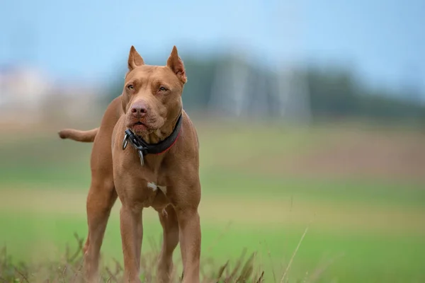 Oldukça Bulanık Bir Geçmişi Olan Yakışıklı Bir Amerikan Pitbull Terrier — Stok fotoğraf