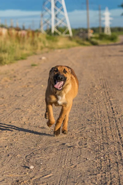 Perro Callejero Corre Por Camino — Foto de Stock