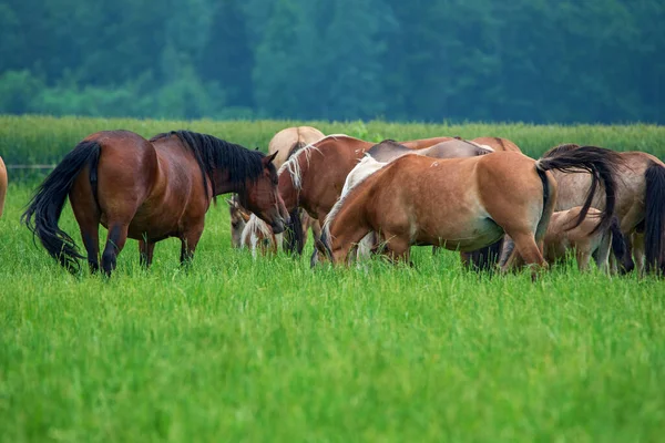 Zomer Een Groen Veld Grazen Kudde Paarden — Stockfoto