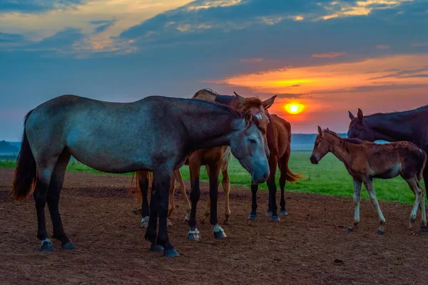 Chevaux Paissent Aube — Photo