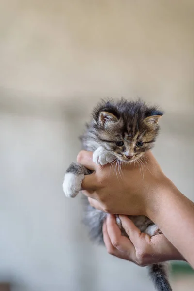 Petit Chaton Sur Les Mains Homme Gros Plan — Photo