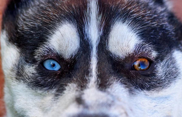 Portret Van Een Husky Met Kleurrijke Ogen — Stockfoto