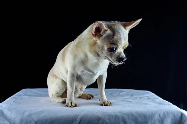 Retrato Chihuahua Sobre Fondo Negro — Foto de Stock