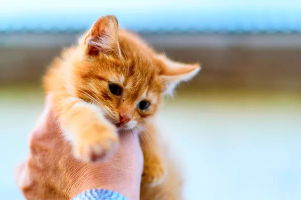 一只猫在一个人的手里 — 图库照片