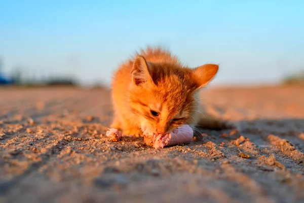 Piccolo Gattino Rosso Mangia Una Salsiccia — Foto Stock