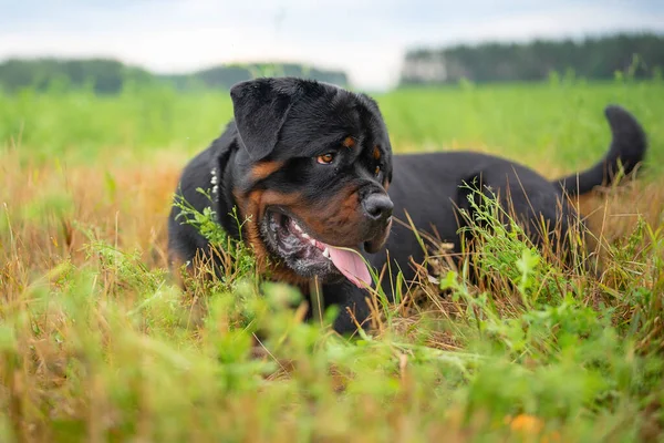 Çayırdaki Genç Bir Rottweiler Portresi Fotoğraflı Yakın Plan — Stok fotoğraf