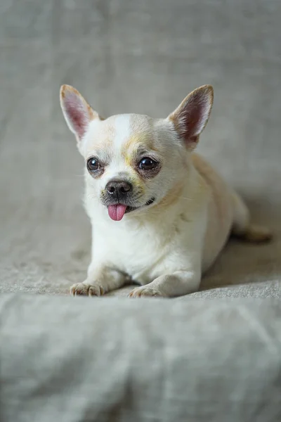 Porträtt Chihuahua Grå Bakgrund — Stockfoto