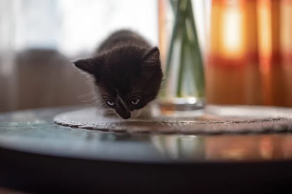 Een Klein Zwart Wit Katje Speelt Tafel — Stockfoto