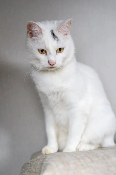 Portrét Bílé Domácí Kočky — Stock fotografie