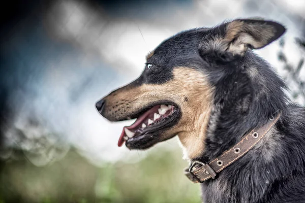 Cão Guarda Relva Fotografado Estilo Retro — Fotografia de Stock