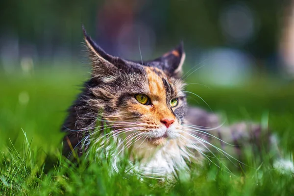 Mainecoon Cat Laying Park Grass — Stock Photo, Image