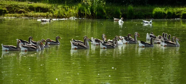 池塘里的鸭之家 — 图库照片