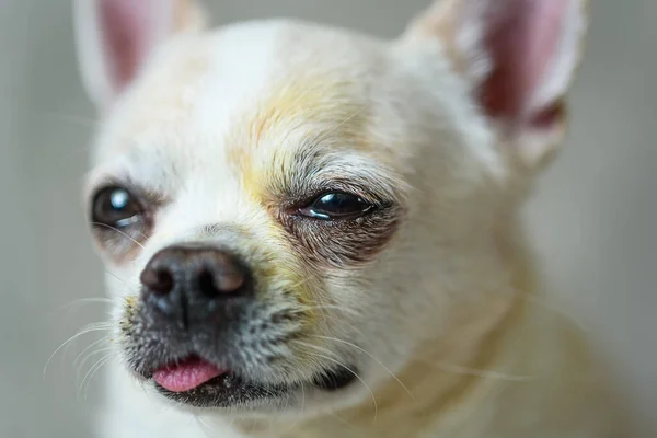 Gri arka planda bir chihuahua portresi