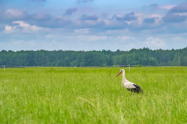 コウノトリは夏の牧草地を歩く 写真のクローズアップ — ストック写真