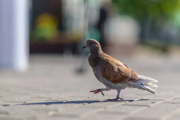 Retrato Pombo Solitário Praça Com Fundo Fortemente Borrado — Fotografia de Stock