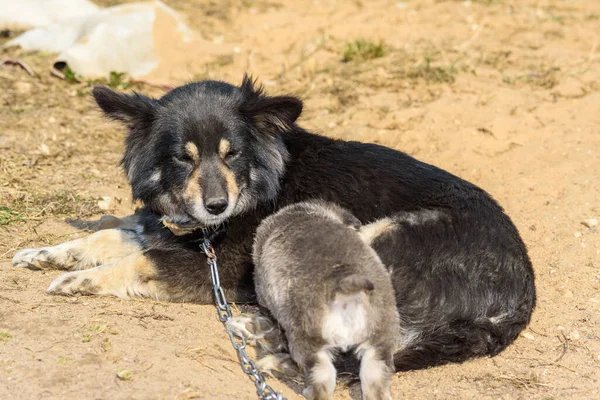 Cane Domestico Sulla Catena — Foto Stock