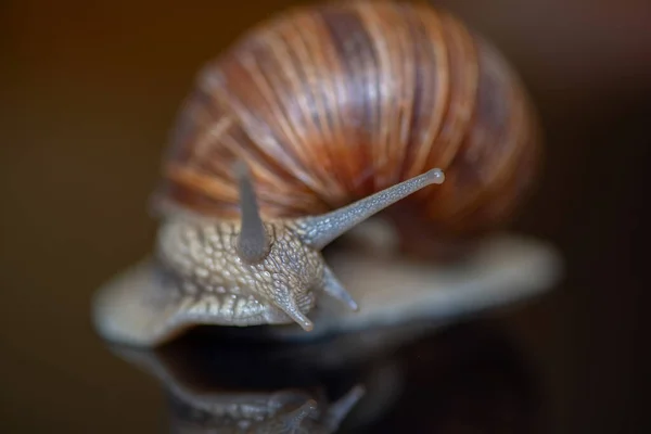 Escargot Raisin Gros Plan Photographié Studio — Photo